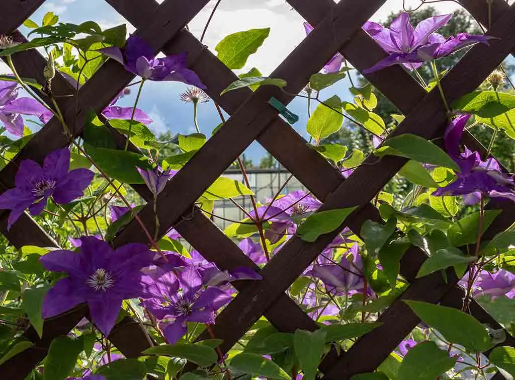 Lattice privacy screen with flowers