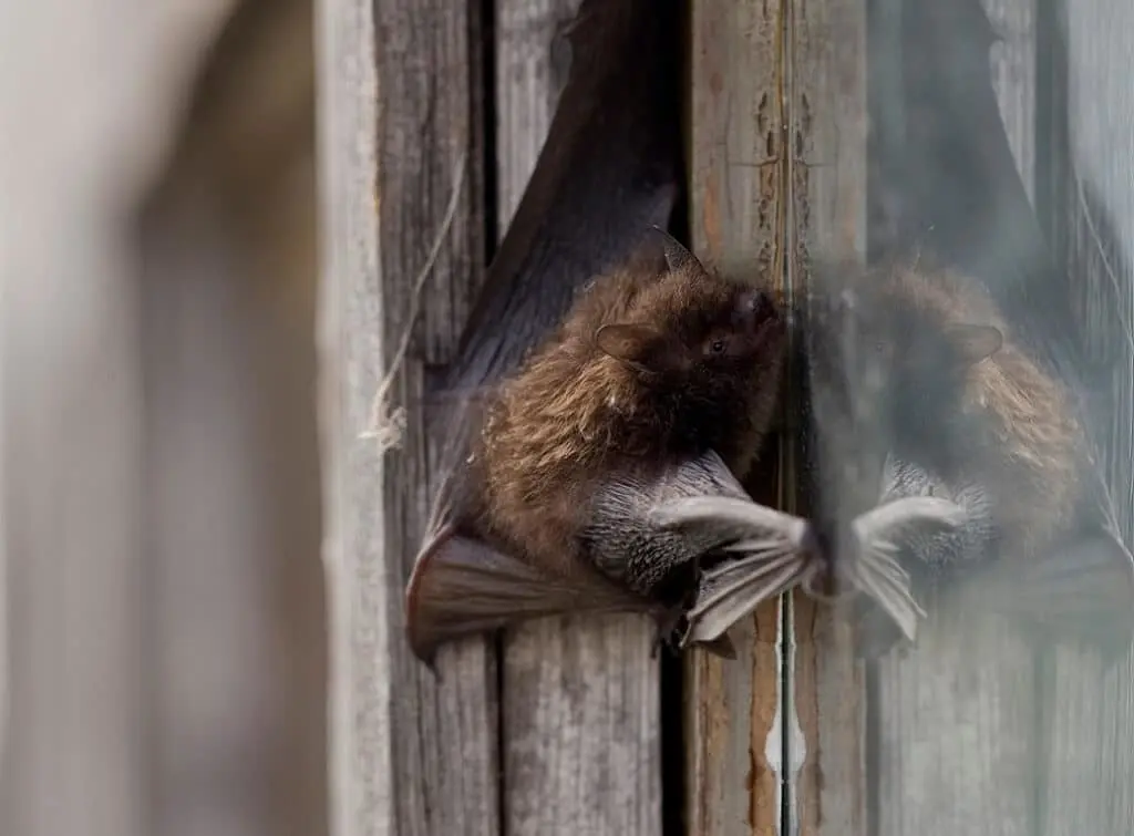 https://www.checkatrade.com/blog/wp-content/uploads/2024/11/Bats-near-home-survey.jpeg