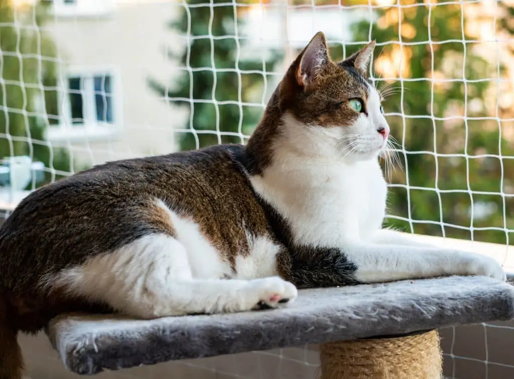 Cat perching on tower overlooking garden - catio enclosure for cats