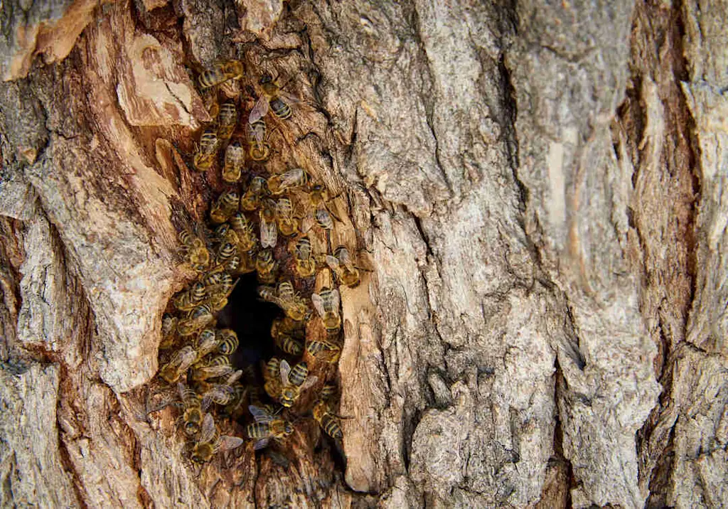 Bees nesting in tree hollow resized