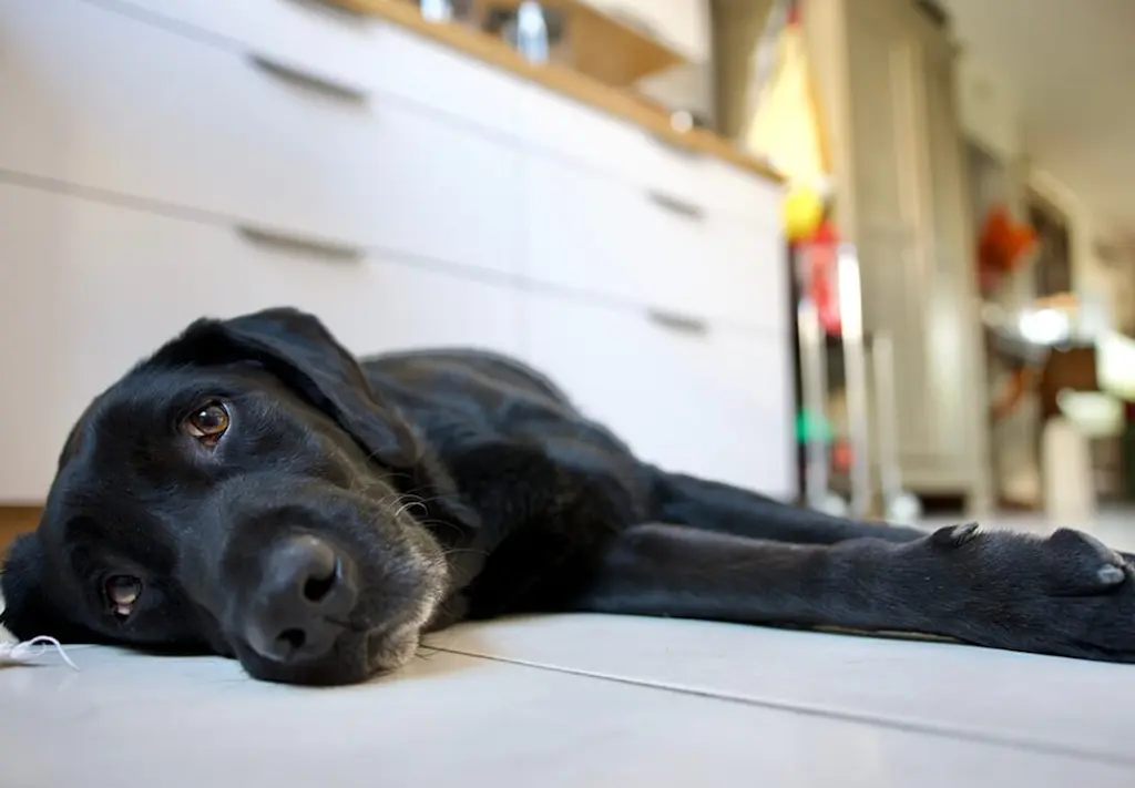 Warm dog on tiled floor
