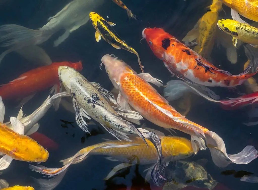 Koi pond fibreglassing cost