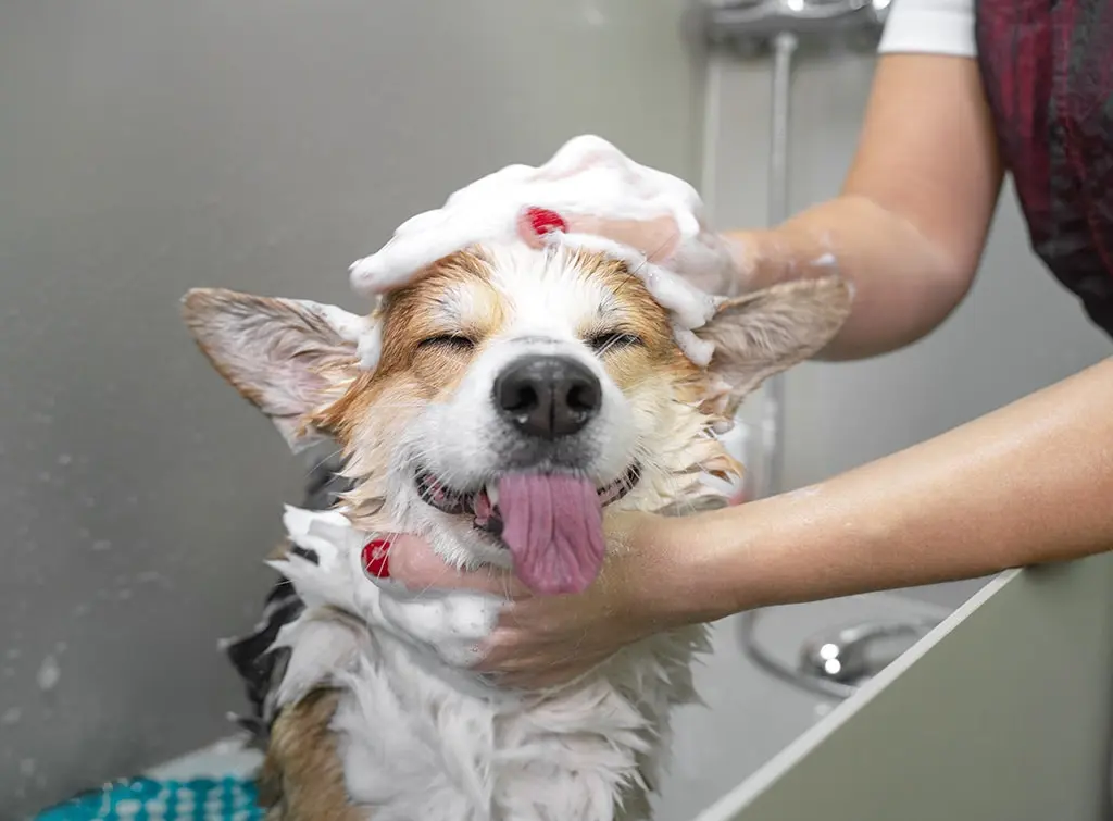 Dog enjoying a soapy shower