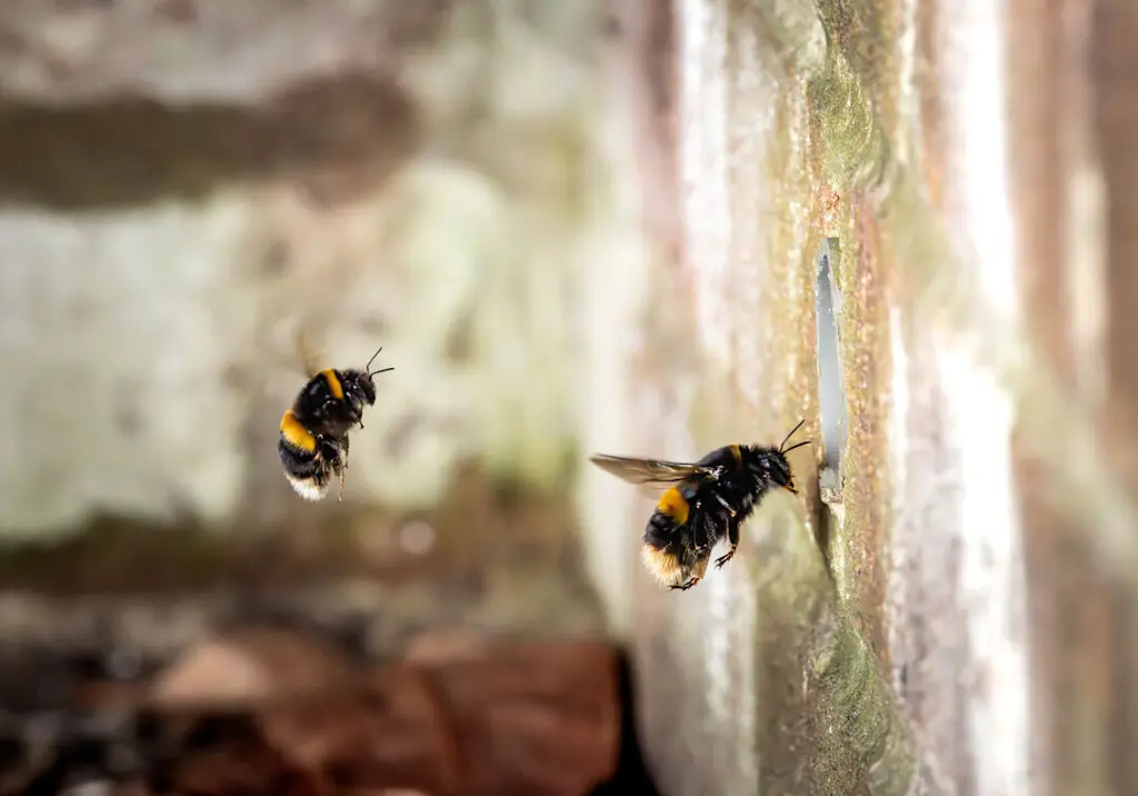 Bumblebees entering wall cavity resized