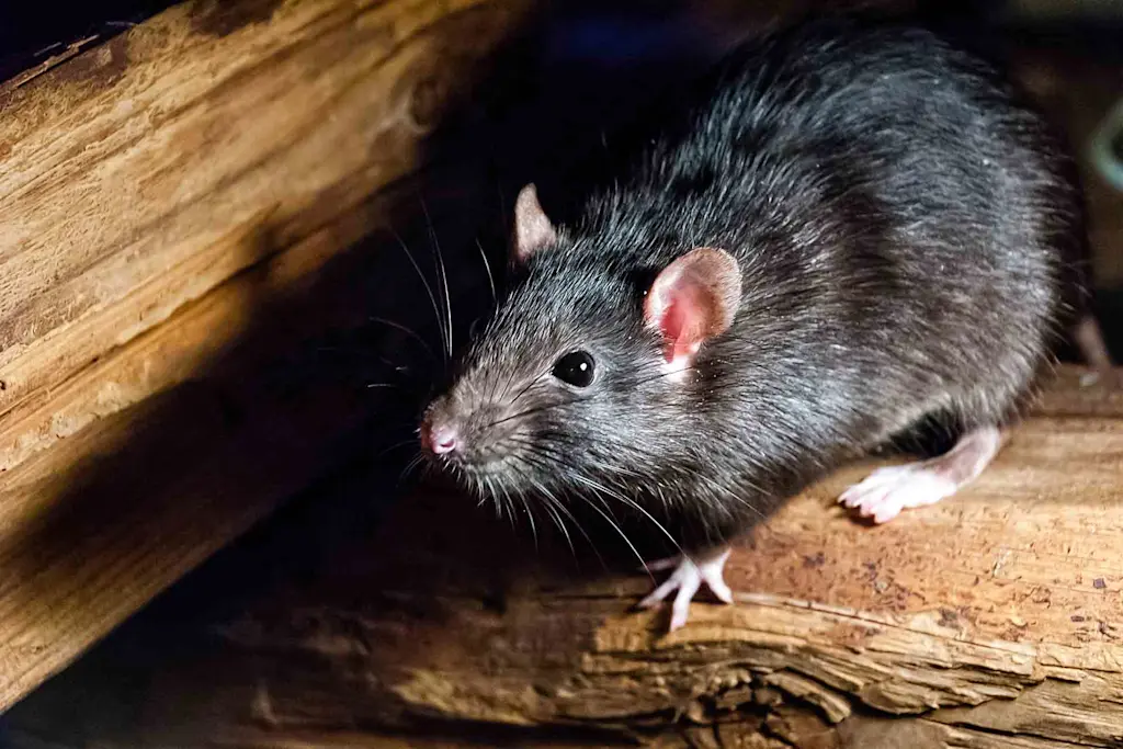 How to tell how many rats are in your house