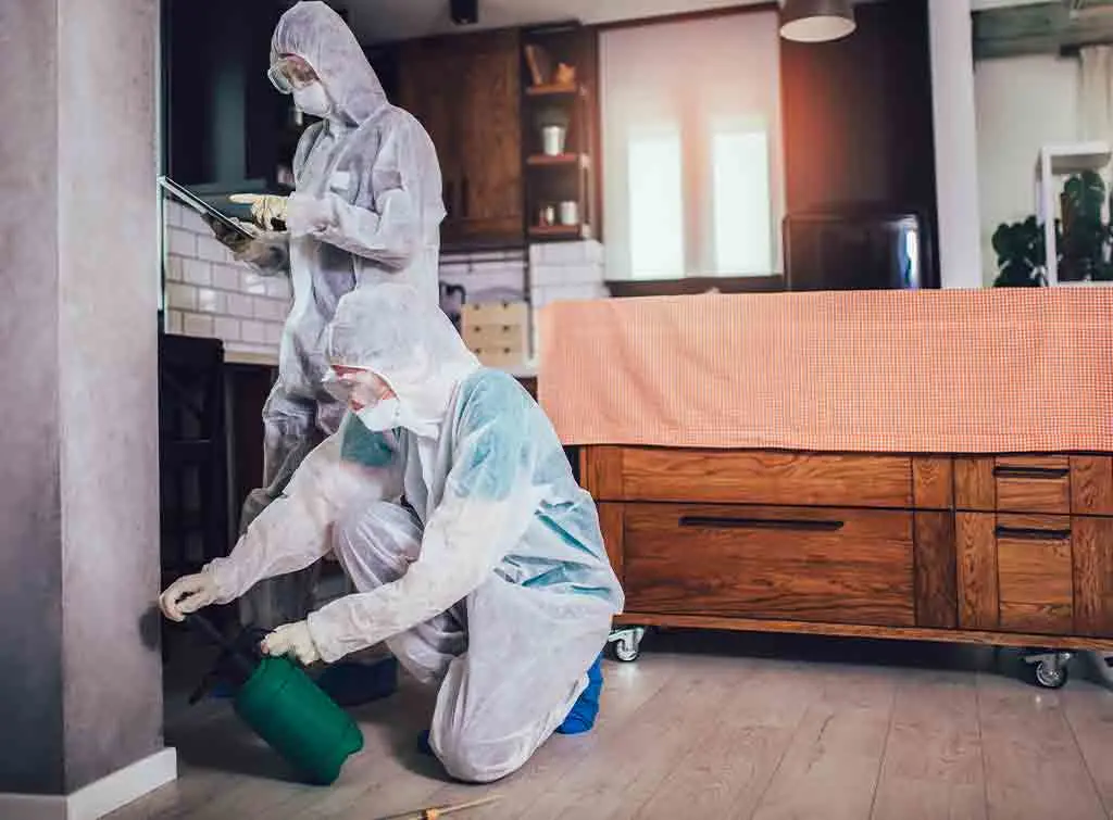 Professionals getting rid of ants