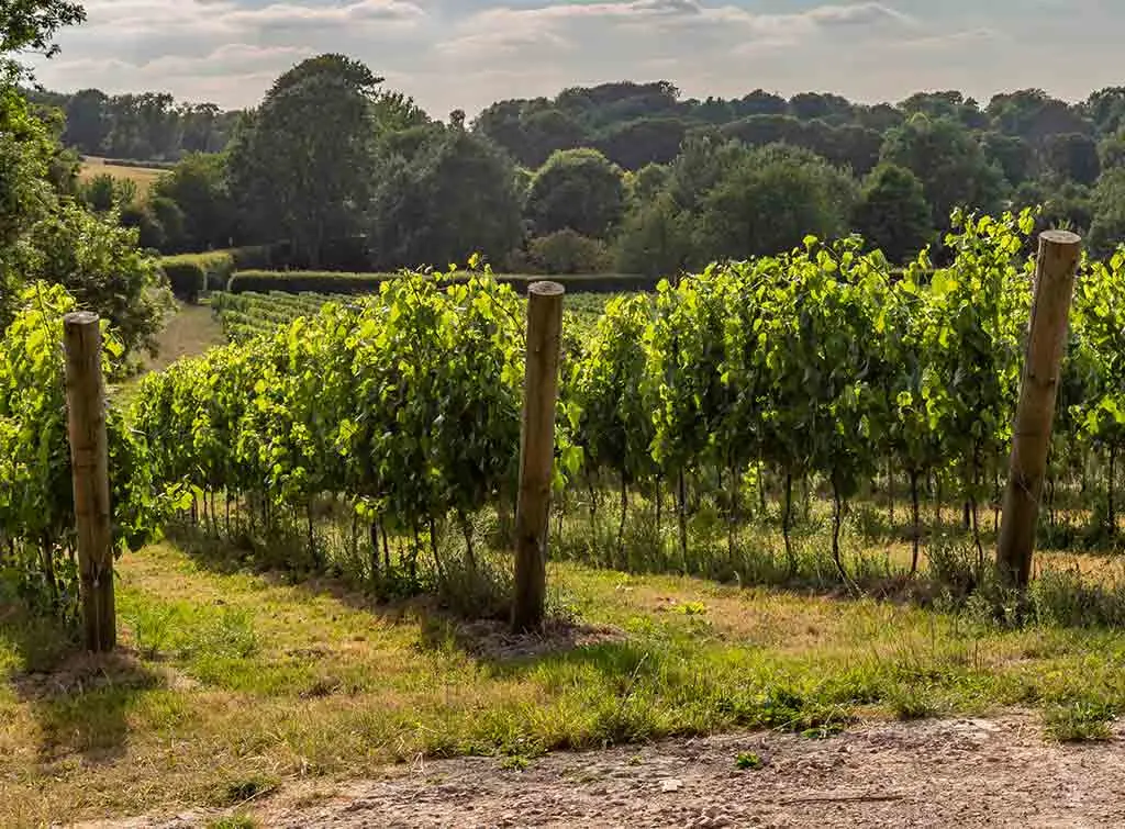 How much does a vineyard cost