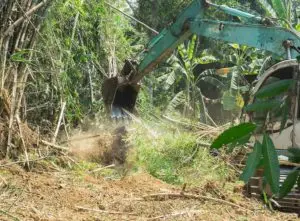 Cost to remove bamboo