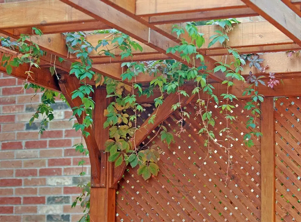 Pergola with ivy leaves
