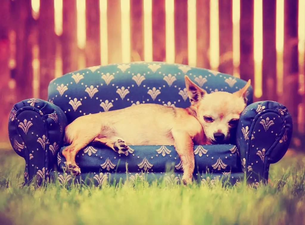 DIY pet bed ideas