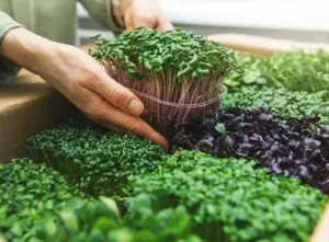 A lady picking up a container of micrgreens from a surface covered with them - microgreen growing room setup cost