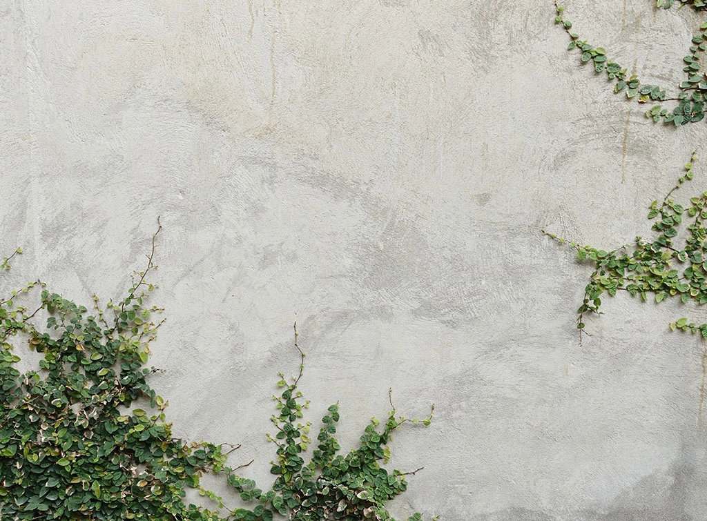 trailing plants on wall