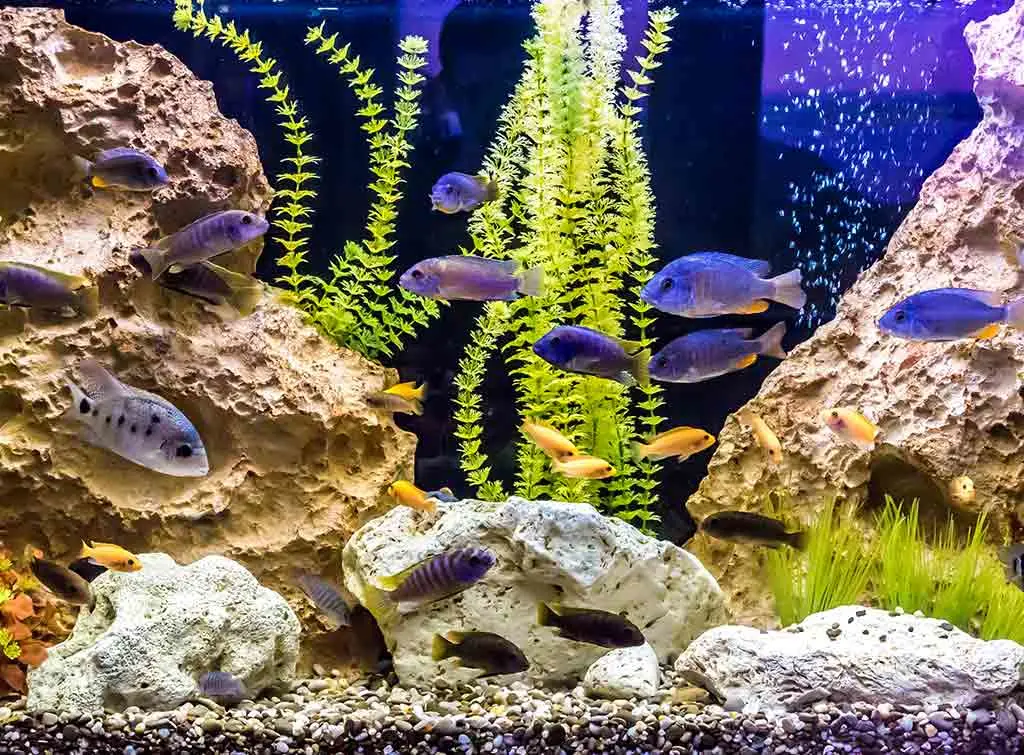 tropical fish 