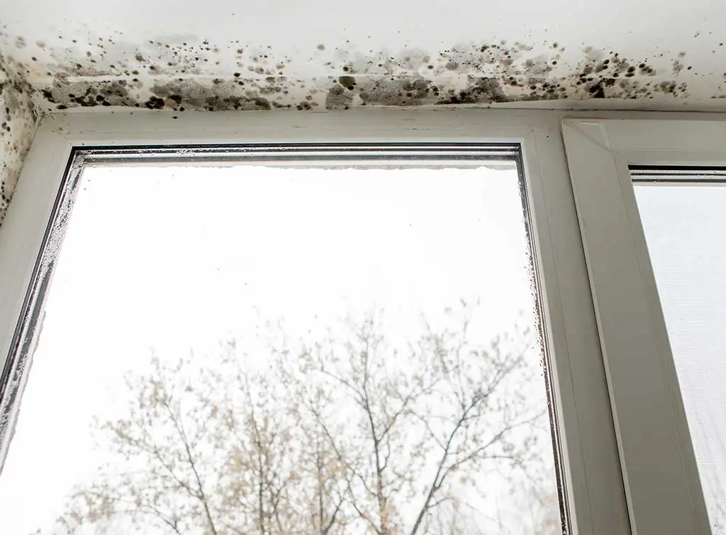 prevent damp