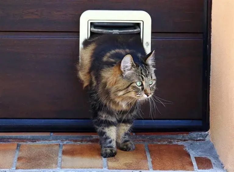 Plan the purrfect outdoor enclosure for your cats