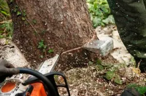 Tree surgeon using a chainsaw to cut down a tree