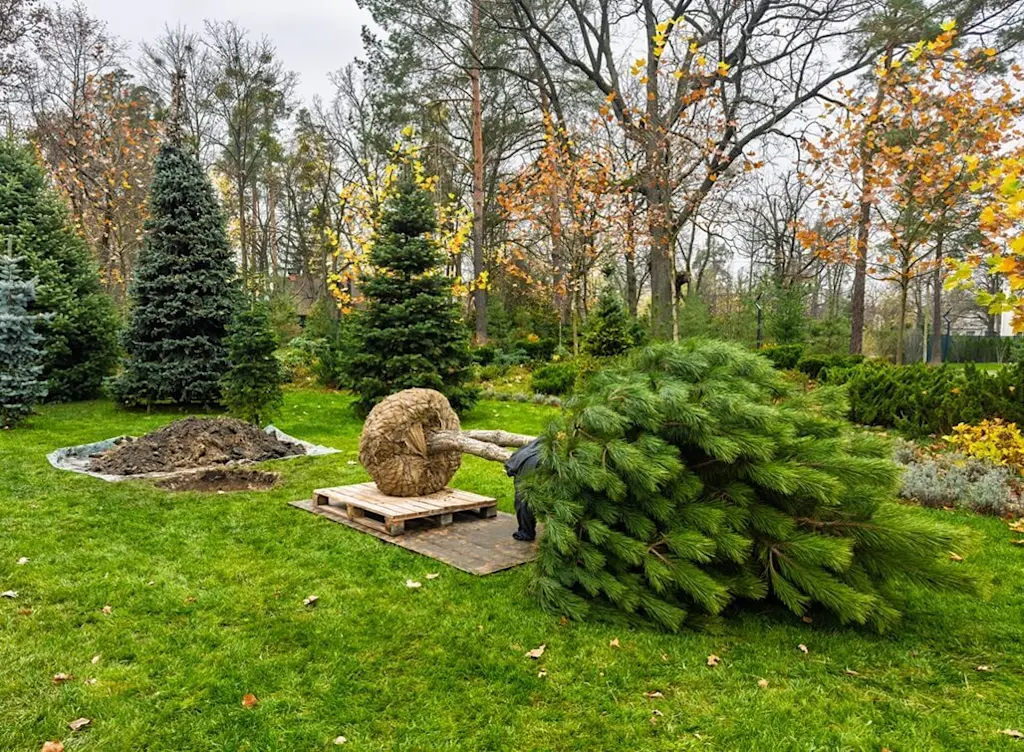 Moving tree service