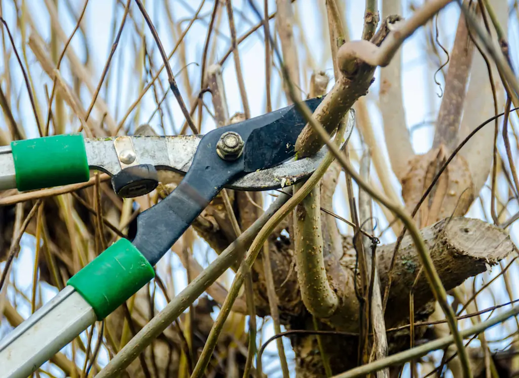 How to find experts in tree pruning near me