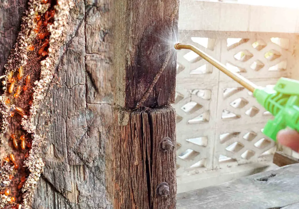 termite-nest-treatment-timber-post