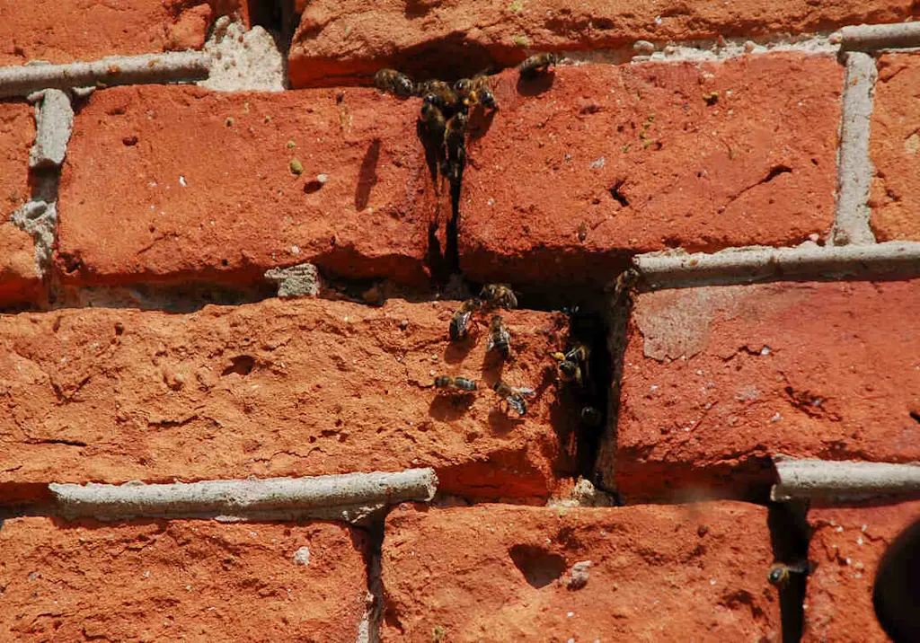 Bees nesting in brick wall resized
