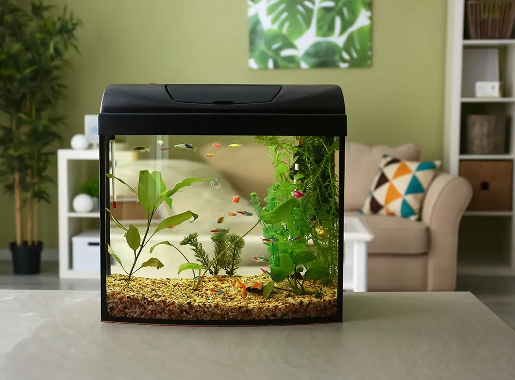 start with a small fish tank at home