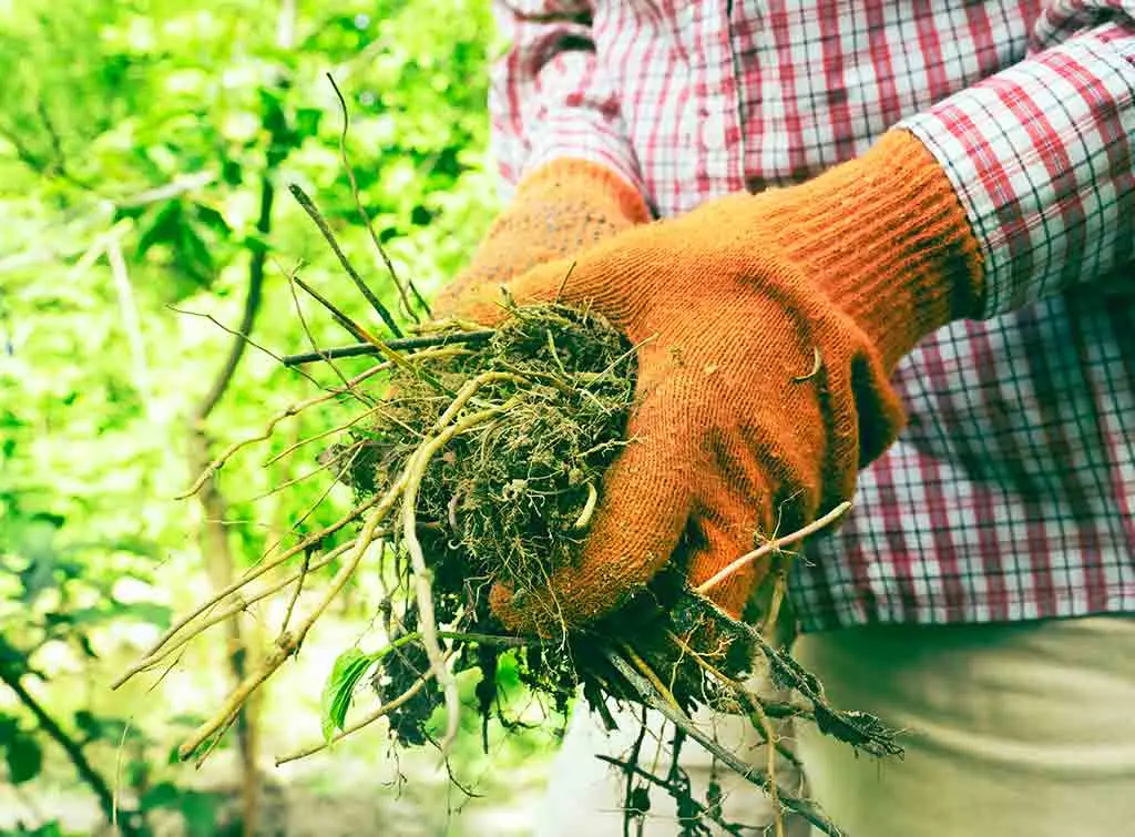 gardening jobs for january