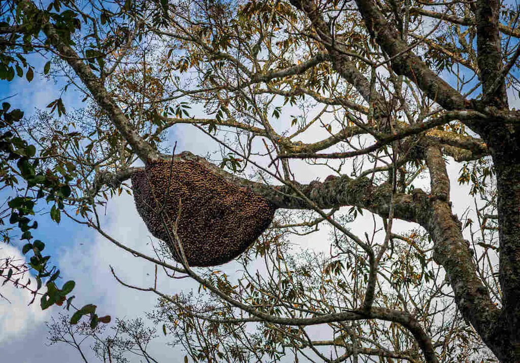 Large bee swarm in tree resized