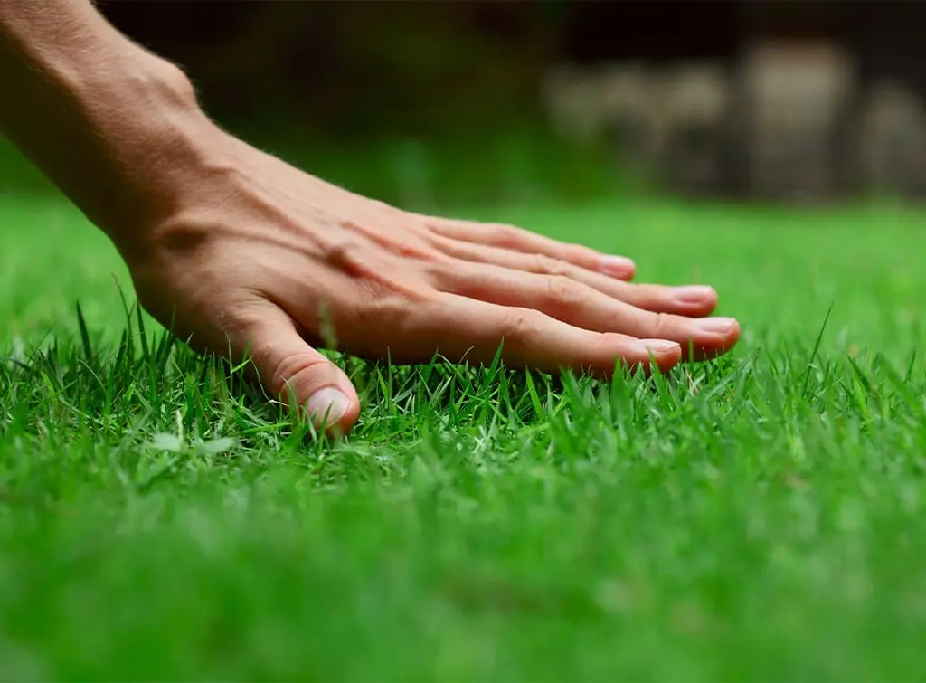 find-lawn-aeration-near-me.jpg