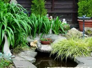 Small pond with foliage