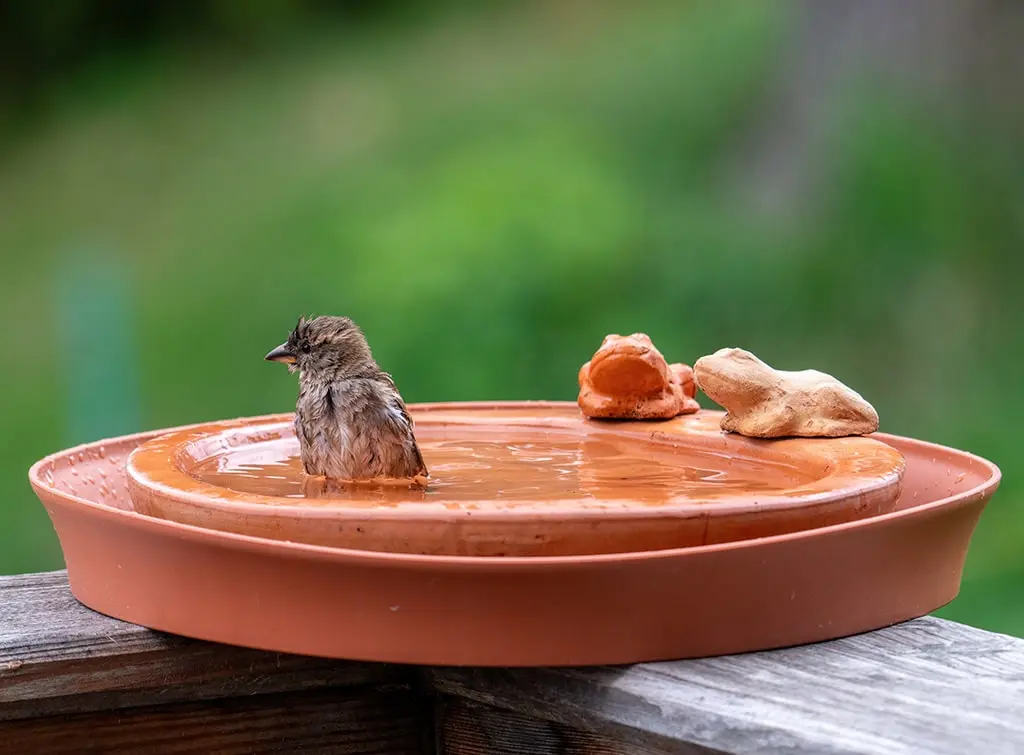 Birdbath