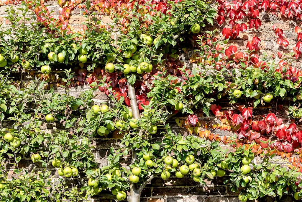 A wall with an espaliered apple tree - cheap outdoor feature wall ideas