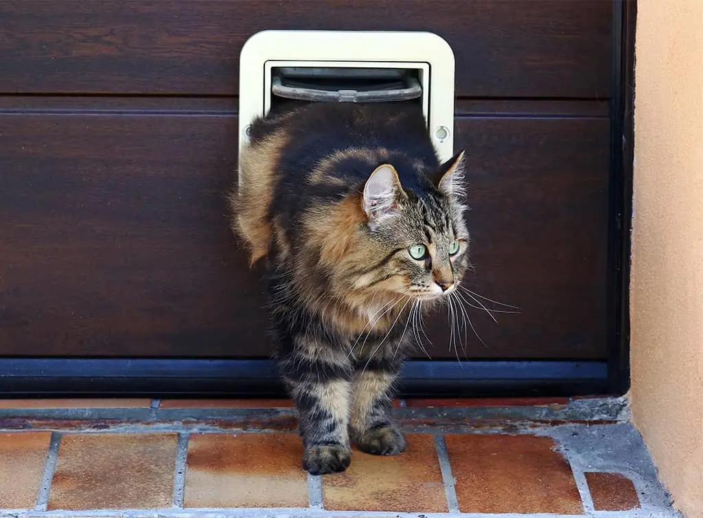 find cat flap fitters near me