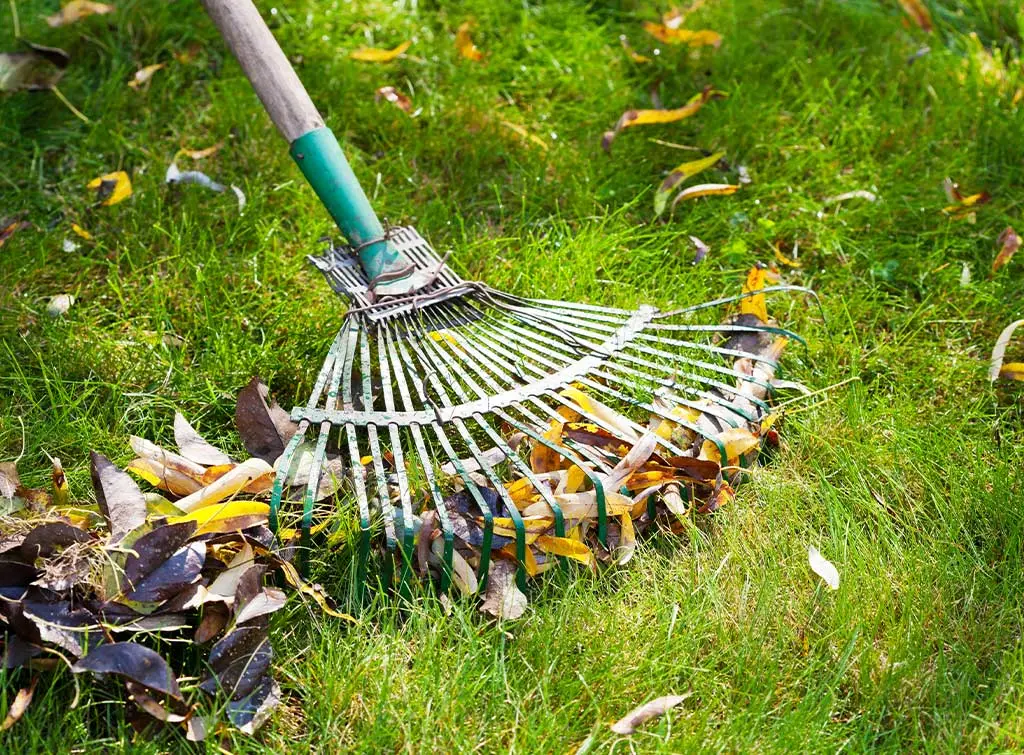 How to scarify a lawn