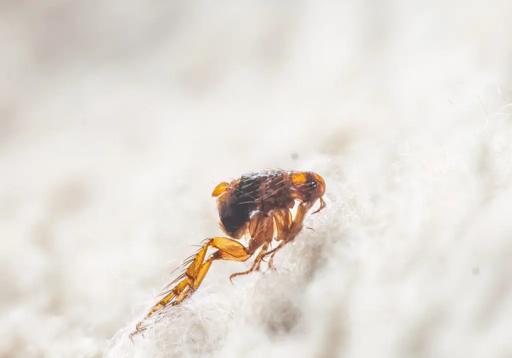flea-macro-closeup-on-fabric
