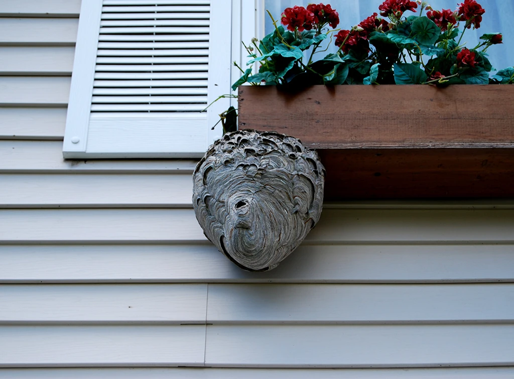 hornet nest removal