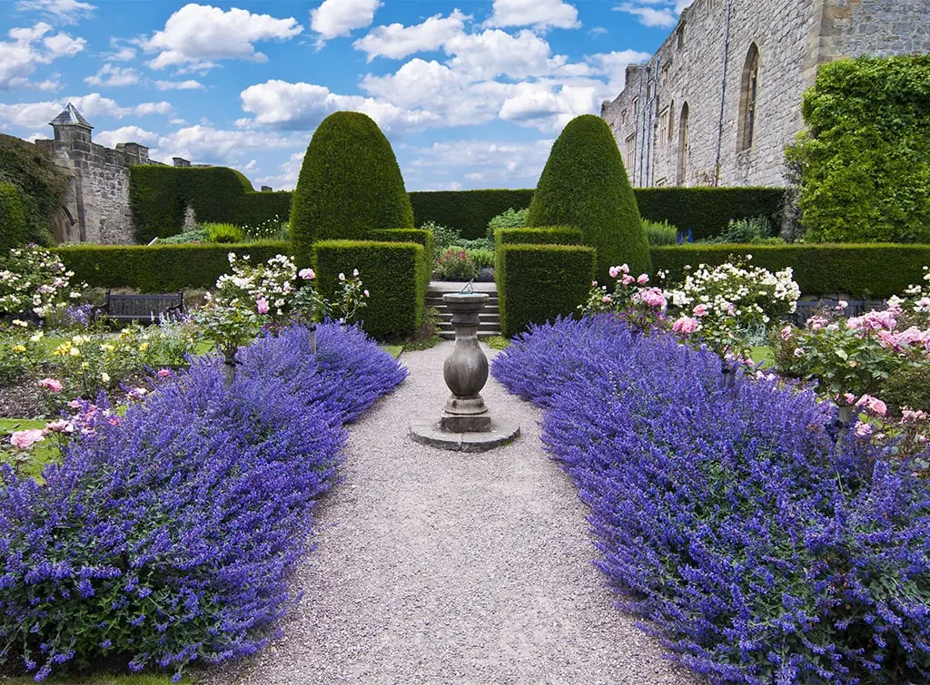 Formal garden with lavender and boxwood