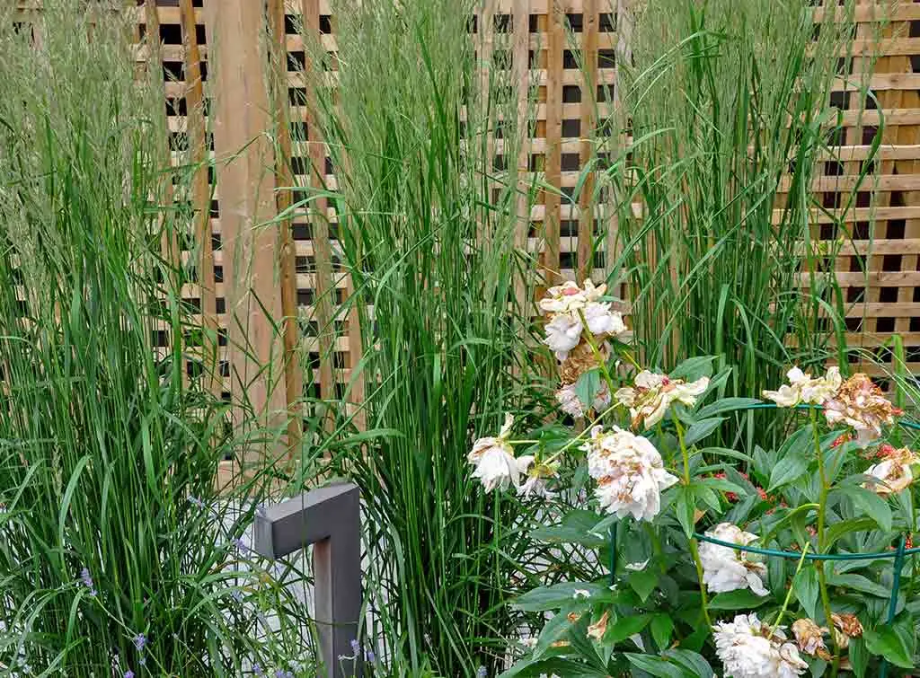 Cedar lattice privacy screen design