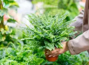 Fern plants being planted in a north facing garden