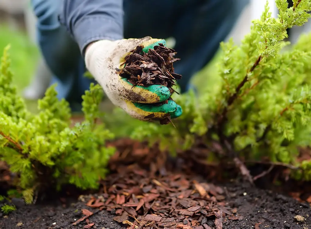 Gardener mulching around the base of plants ready for winter