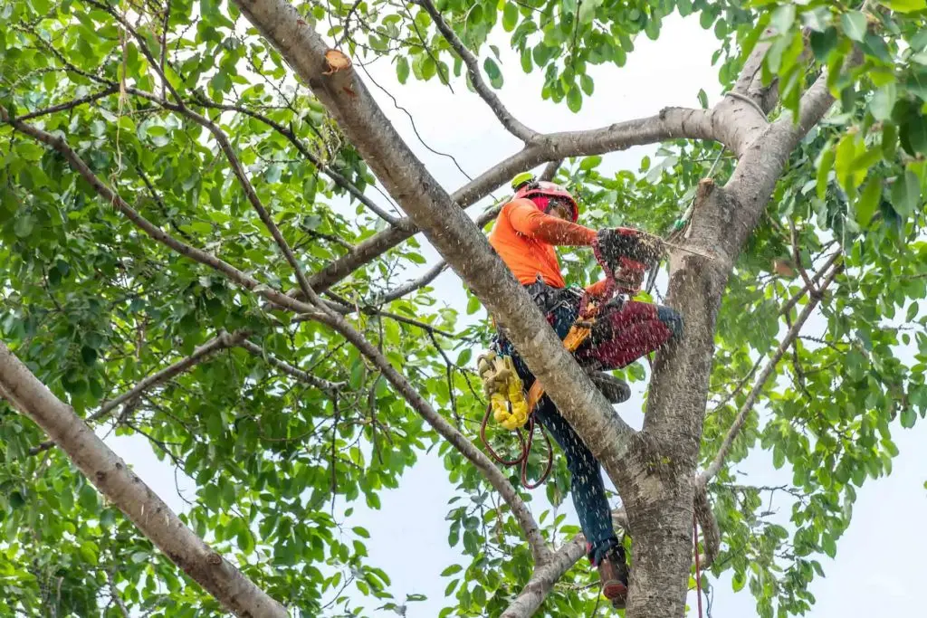 https://www.checkatrade.com/blog/wp-content/uploads/2022/03/Tree-crown-reduction-cost-1-1024x683.jpg