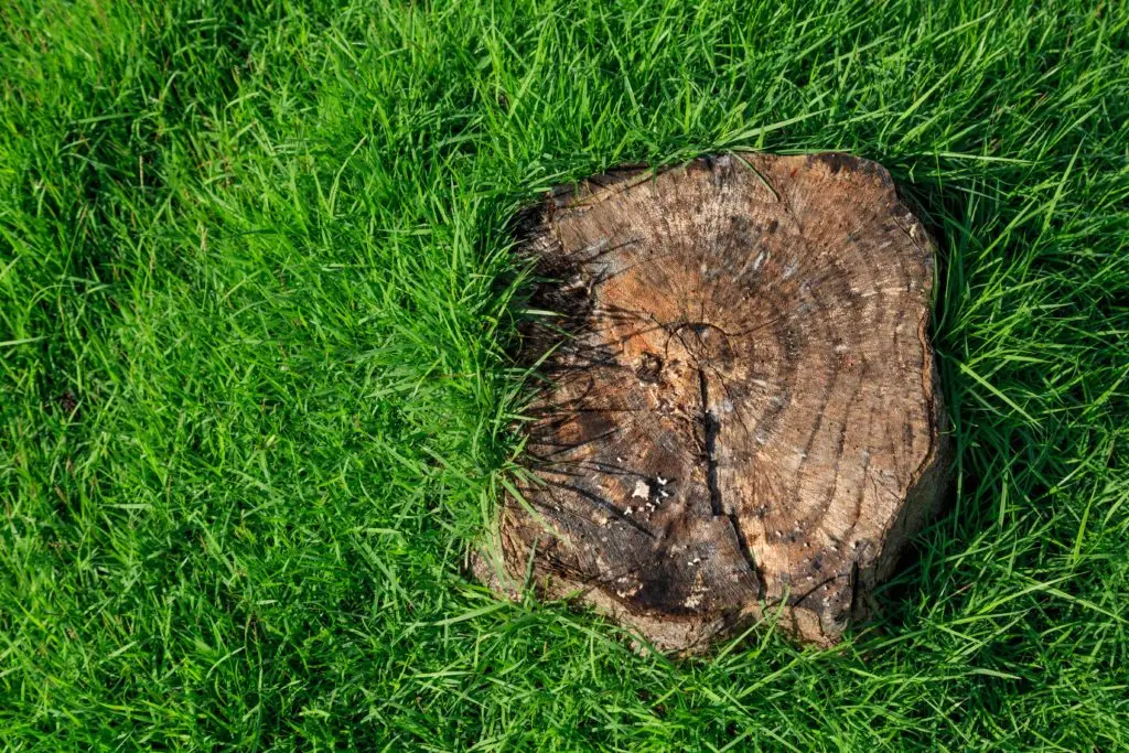 https://www.checkatrade.com/blog/wp-content/uploads/2019/06/Stump2-1024x683.jpg