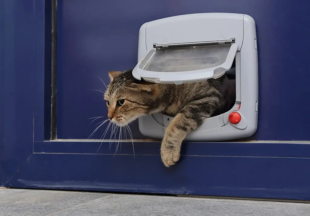 Fitted cat flap in use