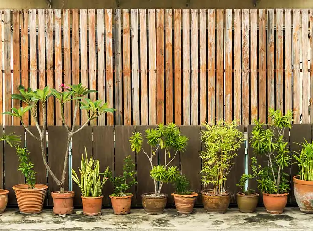 Plants and fence privacy screen