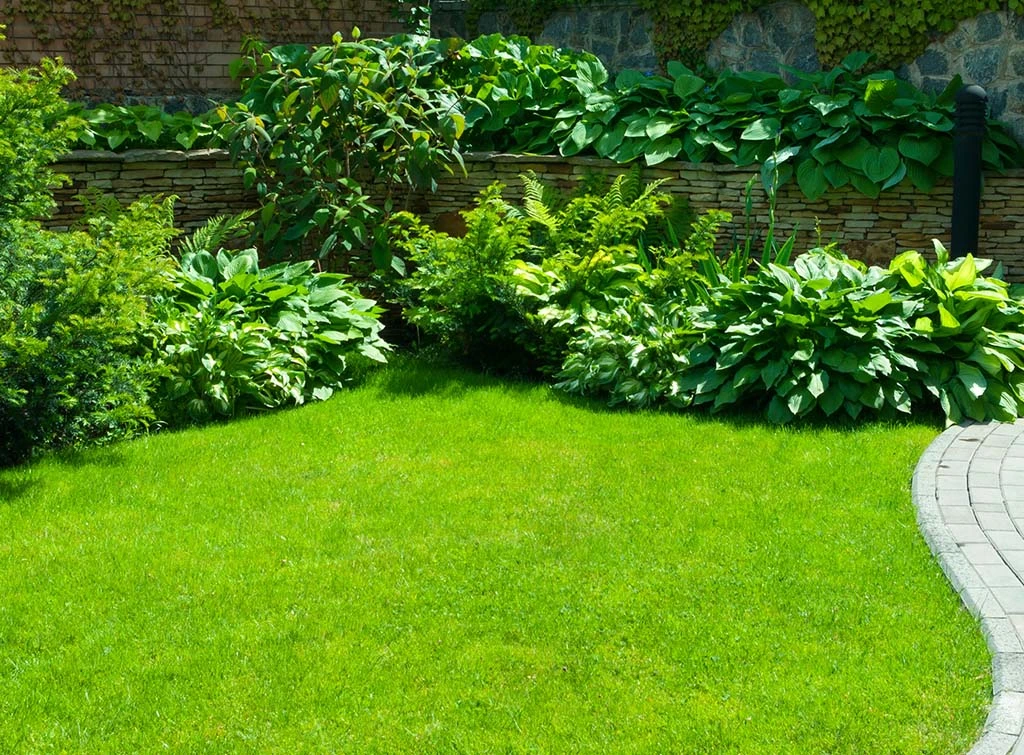 curved garden beds