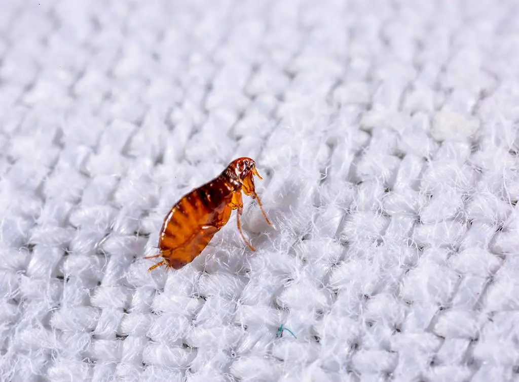 https://www.checkatrade.com/blog/wp-content/uploads/2022/03/Pest-control-1.jpg