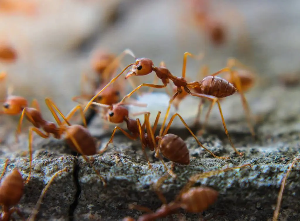 Fire ant pest control cost