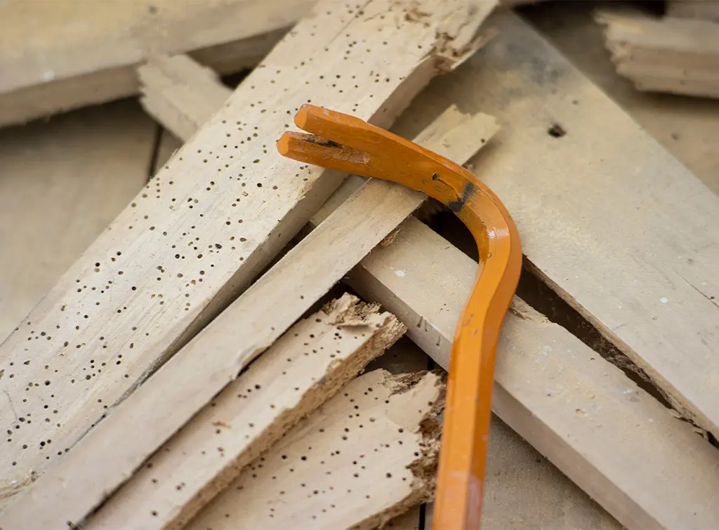 Woodworm exit holes on timber
