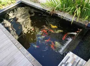 how to clean pond water with fish in it