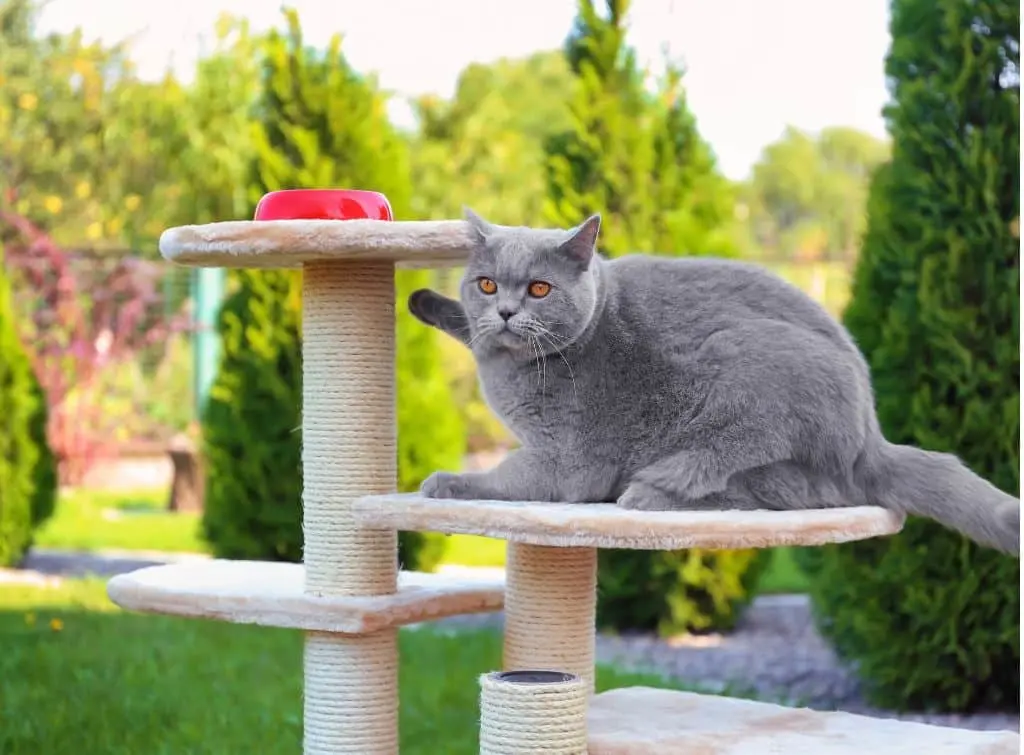 Cat towers to add to outdoor enclosures for your cats