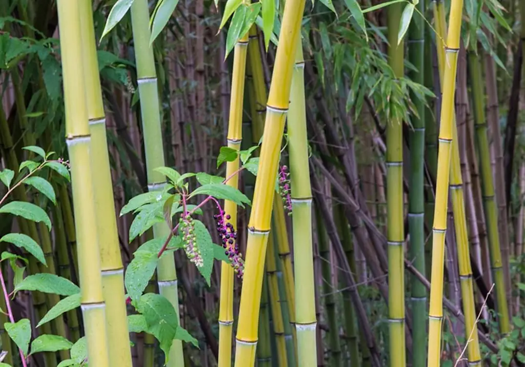 Bamboo plant growing in garden